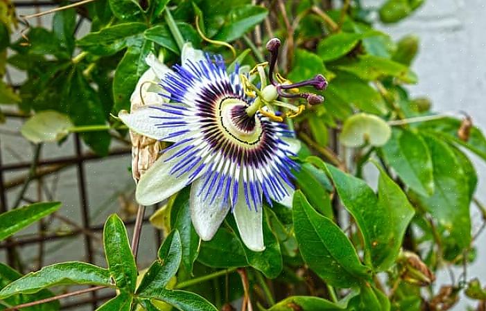 Τα αμπέλια Passionflower έχουν βαθιά λοβωτά φύλλα με λουλούδια που κρέμονται ή κρυφοκοιτάζουν από τα φύλλα