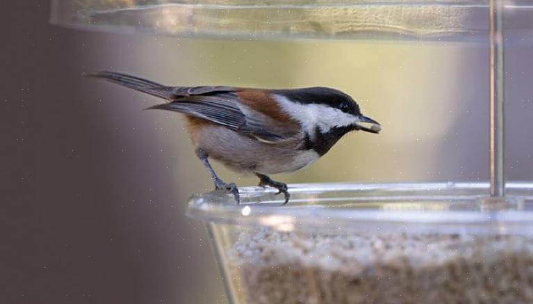 Πώς να προσελκύσετε chickadees