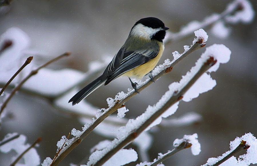 Τα Chickadees θα επισκεφθούν τα λουτρά πουλιών για πόσιμο