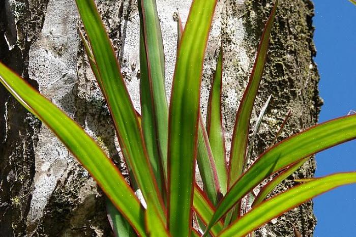 Μια ομάδα dracaena είναι μια μεγάλη ομάδα φυτών που κυμαίνονται από το δημοφιλές