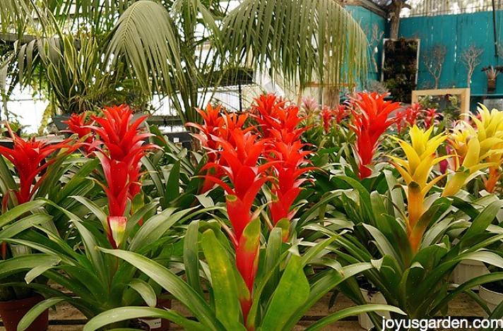 Τα Bromeliads είναι ένα από τα καλύτερα τροπικά φυτά που μεγαλώνουν στο σπίτι σας