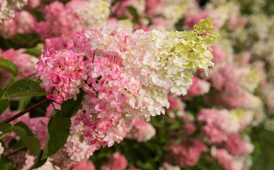 Πράσινα άνθη της Hydrangea paniculata «Limelight»