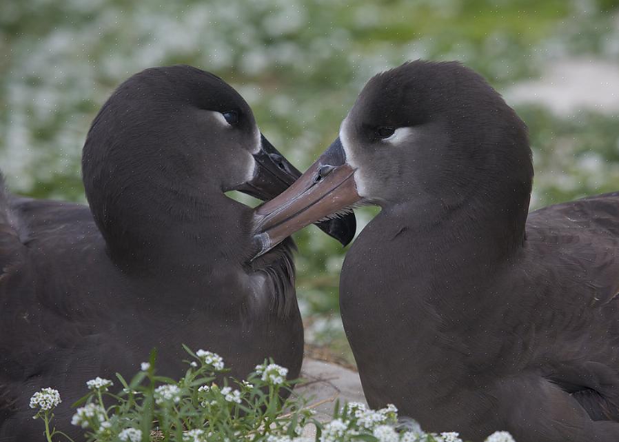 Το Preening είναι ένας τρόπος πουλιού να καλλωπίζει τα φτερά του για να τα διατηρεί στην καλύτερη κατάσταση