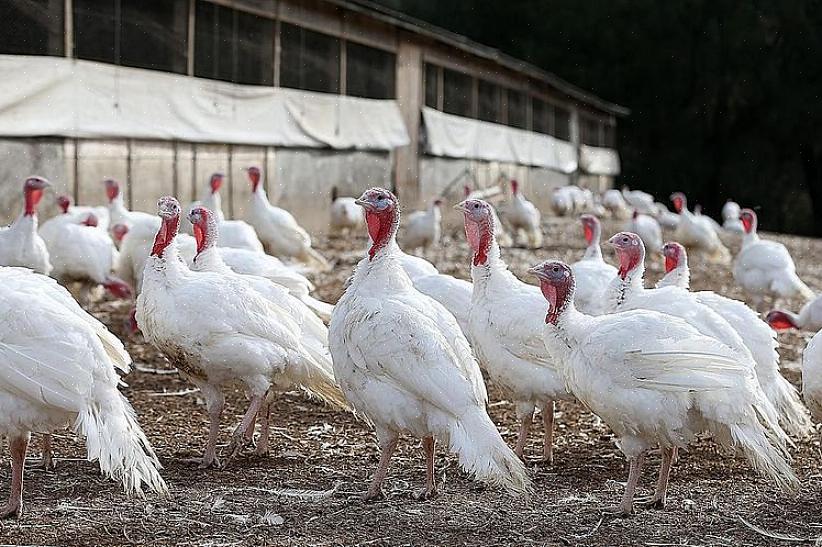 Θεωρούνται μία από τις καλύτερες φυλές γαλοπούλας κληρονομιάς