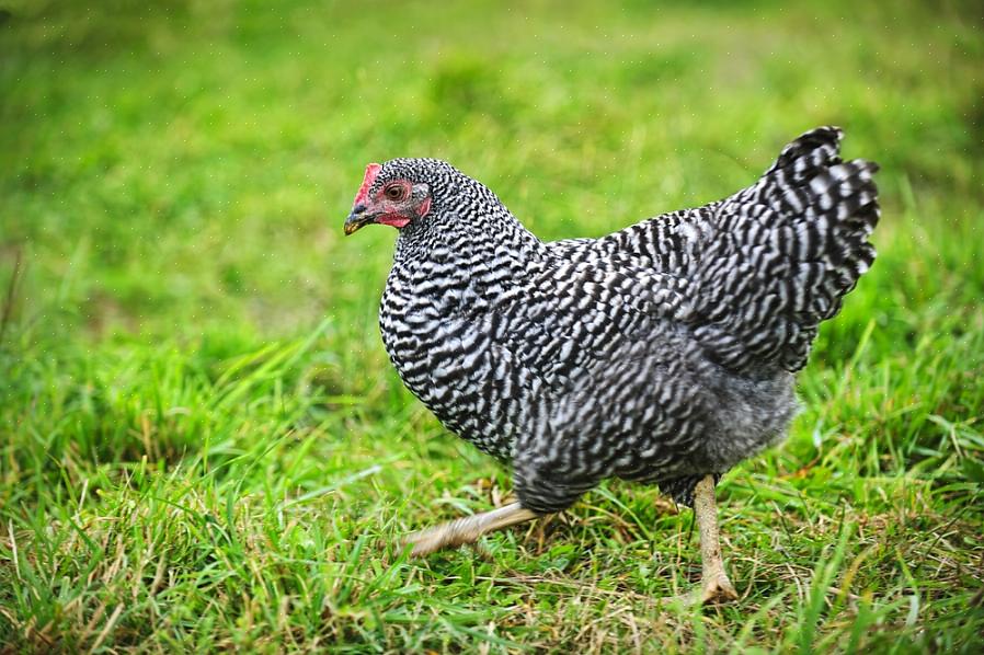 Οπότε ένα Barred Rock είναι στην πραγματικότητα ένα ασπρόμαυρο κοτόπουλο Plymouth Rock