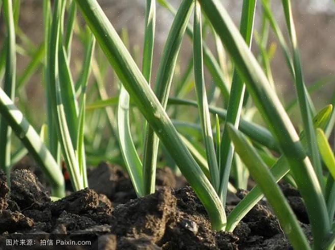 Το σκληρό σκόρδο (Allium sativum var