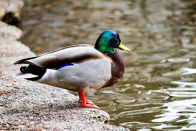 Οι νεοσσοί Mallard θα παραμείνουν με τη μητέρα τους μέχρι να είναι έτοιμοι για την πρώτη τους πτήση