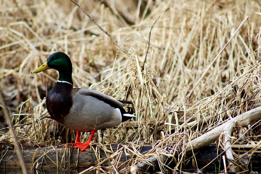 Mallard Duck Επιστημονική ονομασία