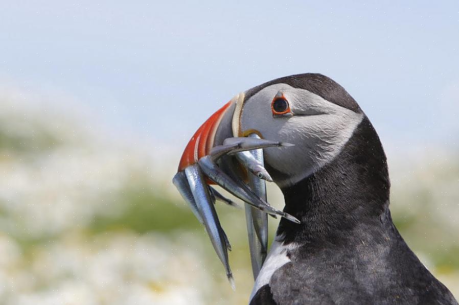 Τα Puffins βρίσκονται αποκλειστικά στο Βόρειο Ημισφαίριο