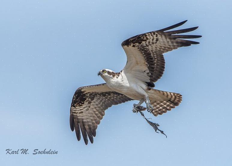 Και οι birders έχουν το προνόμιο να παρακολουθούν αυτό το δραματικό κυνήγι σε δράση