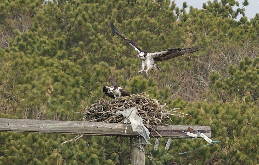 Τα Ospreys έχουν ισχυρή φραγή στα δευτερεύοντα φτερά τους που κάνουν αυτά τα φτερά να φαίνονται πιο σκούρα