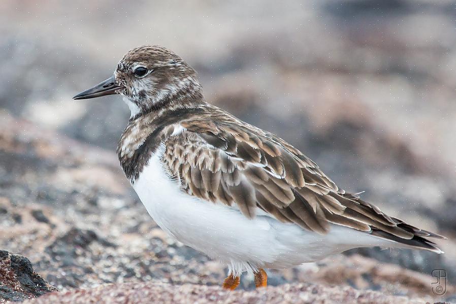 Οι Ruddy turnstones είναι σαρκοβόρα πουλιά