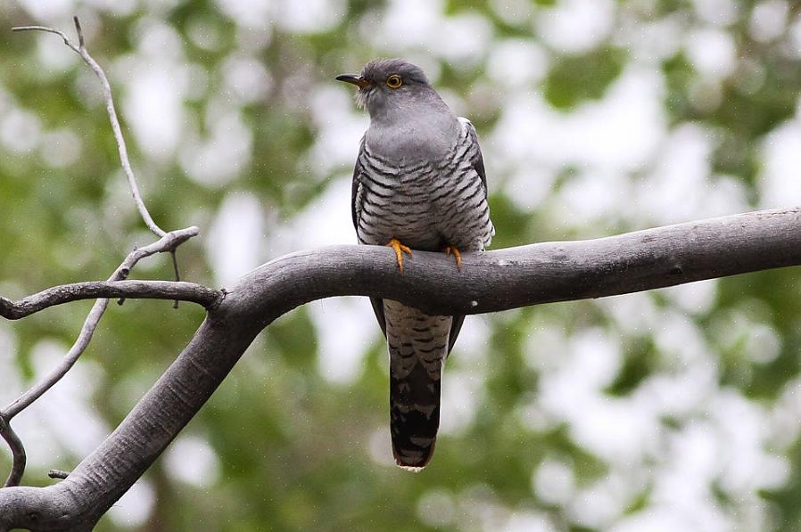 Οι birders μπορούν ακόμη να εκτιμήσουν καλύτερα την ανθεκτικότητα