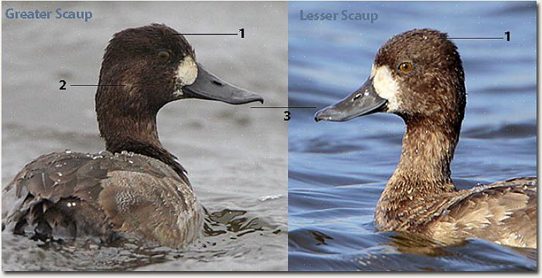 Το λευκό στα φτερά των μεγαλύτερων scaups μπορεί να είναι ορατό