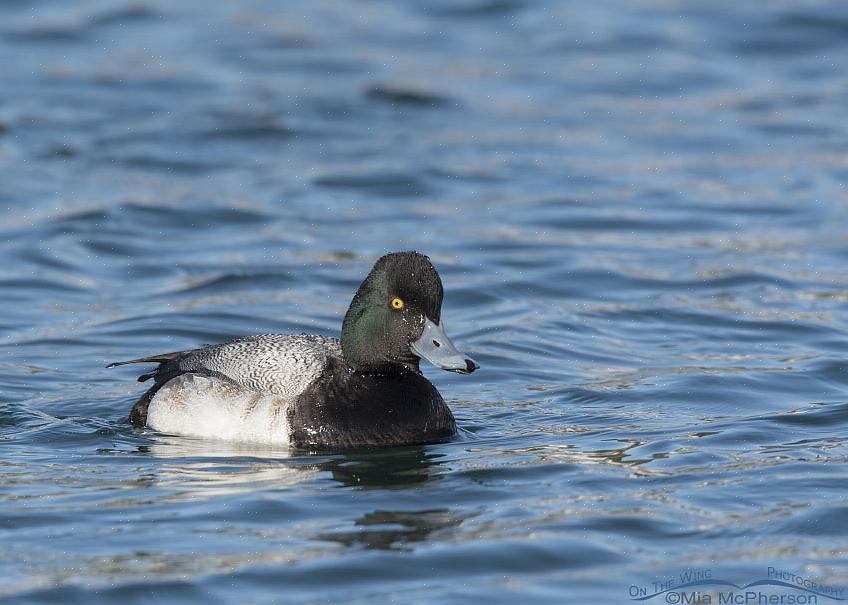 Και οι μεγαλύτερες γυναίκες scaup θα δείξουν περισσότερο λευκό στο πρόσωπο από τις λιγότερες γυναίκες scaup