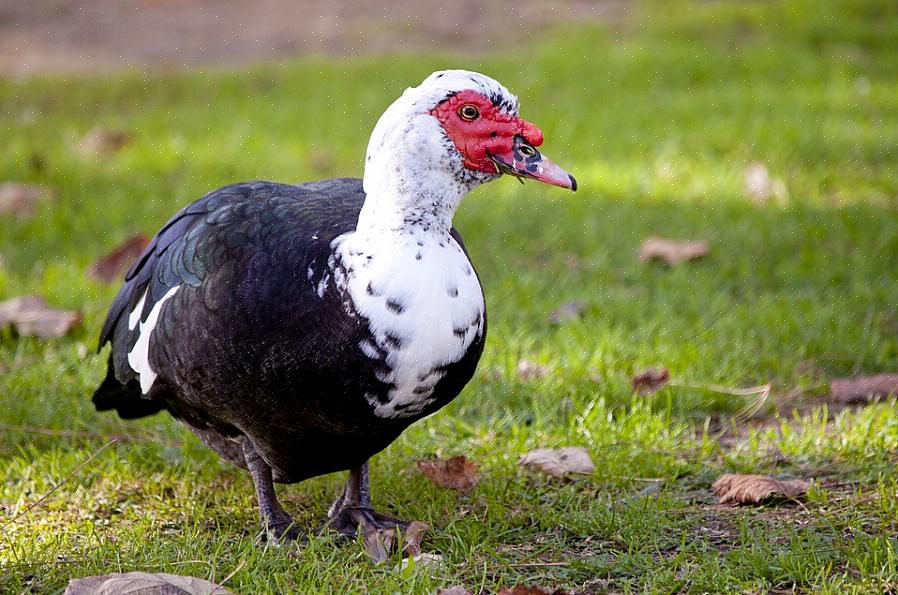 Backyard Duck (οικιακή)