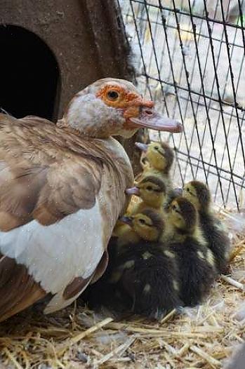 Οι πάπιες Muscovy θα χρησιμοποιούν τεχνικές βοσκής