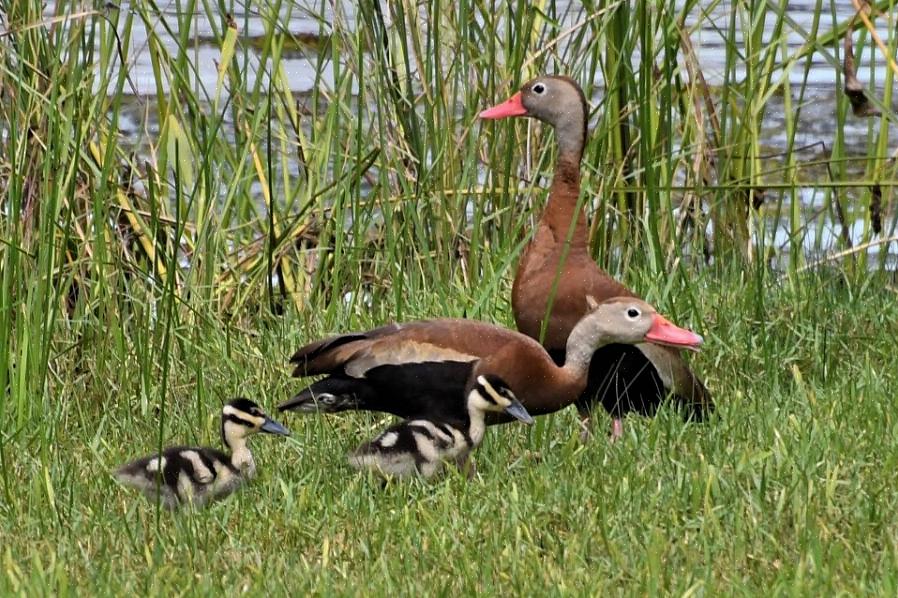 Black-Bellied Whistling-Duck