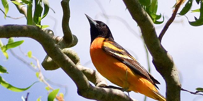 Το Oriole της Βαλτιμόρης ορίστηκε επίσημα ως κρατικό πουλί της Μέριλαντ το 1947