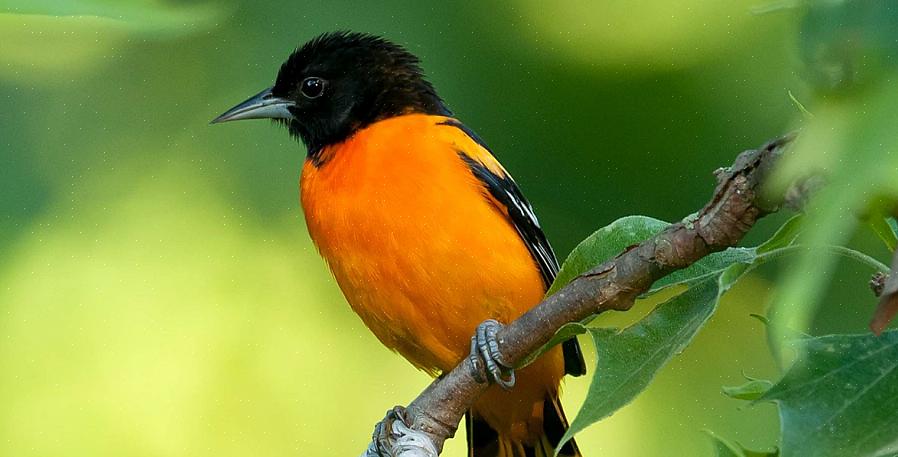 Το Baltimore oriole είναι ένα λαμπρό χρωματιστό πορτοκαλί τραγούδι που καλωσορίζει σε πολλές αυλές