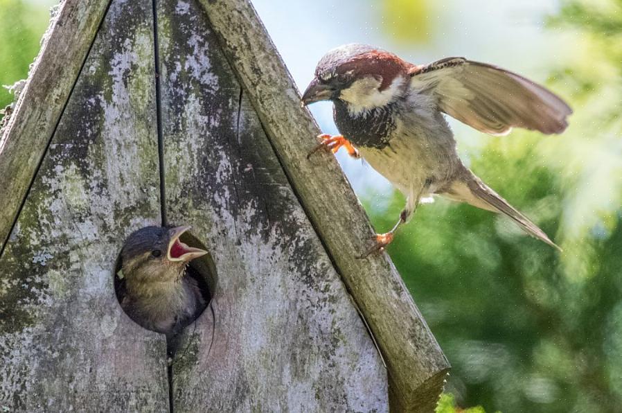 Μια αυλή φιλική προς τα πουλιά με ένα birdhouse δεν θα προσελκύσει πουλιά φωλιάσματος εάν δεν είναι ο σωστός