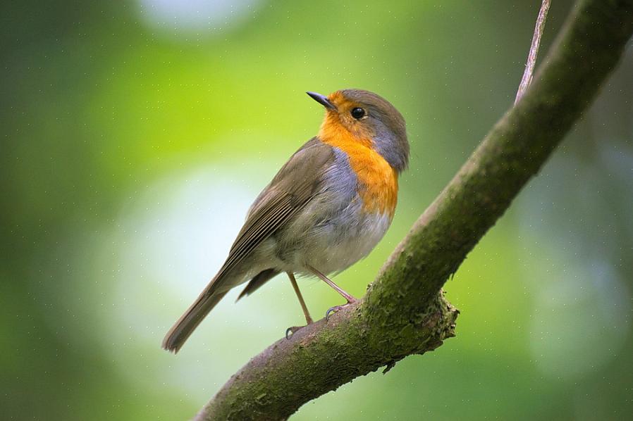 Οι ευρωπαίοι robins είναι ευρέως διαδεδομένοι τσίχλες