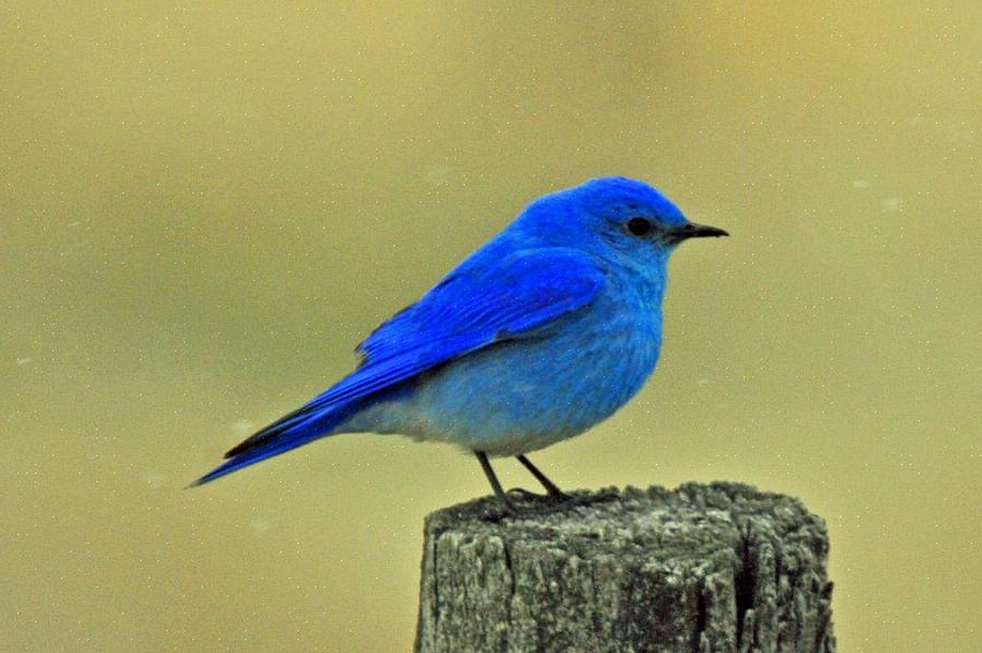 Τα ανατολικά bluebirds ανήκουν στην οικογένεια πουλιών Turdidae