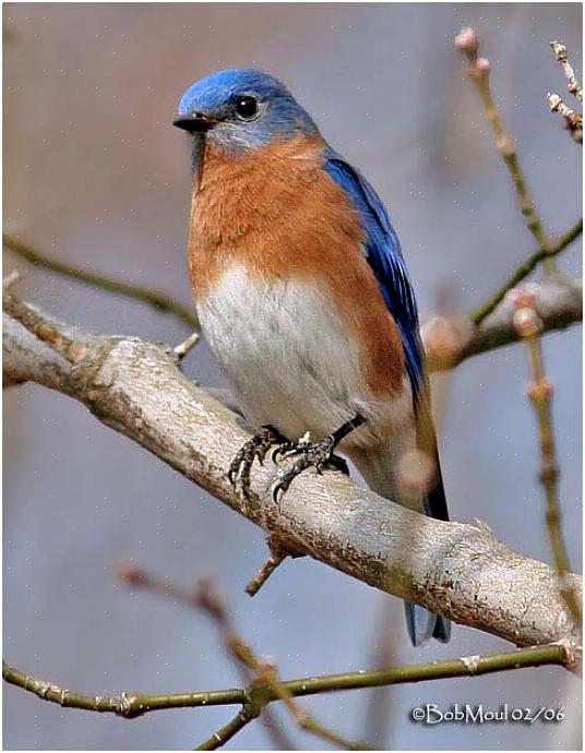 Ανατολική αναγνώριση bluebird