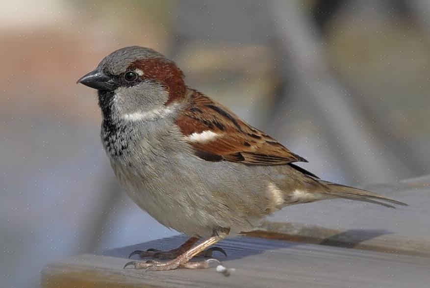 Το λευκό-στέμμα σπουργίτι (Zonotrichia leucophrys) είναι εύκολο να διακριθεί με το τολμηρό μοτίβο κεφαλής