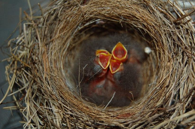 Τα birders μπορούν να βοηθήσουν στην κατασκευή της φωλιάς ενός πουλιού