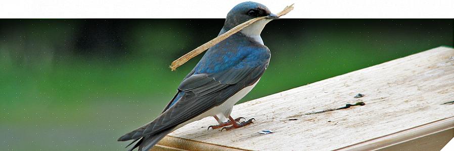 Διαφορετικά birders έχουν διαφορετικές απόψεις σχετικά με τα πουλιά που φωλιάζουν