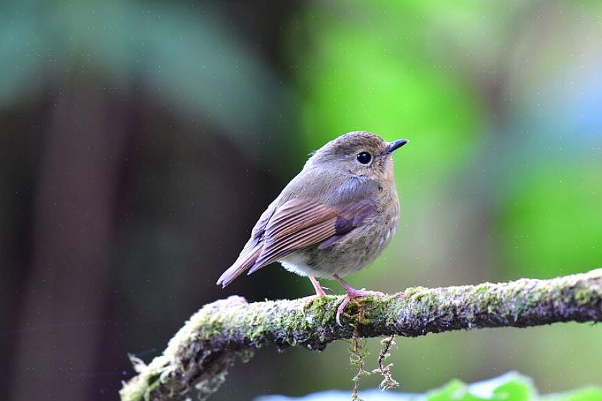 Οι σωστές συμβουλές αναγνώρισης flycatcher