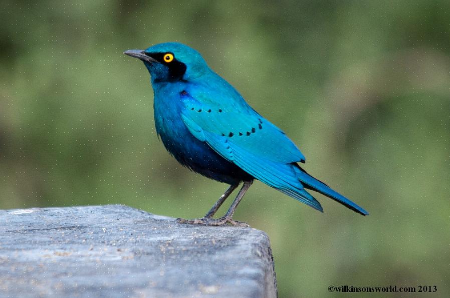 Greater Blue-Eared Glossy-Starling