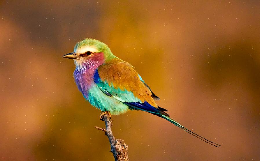 Lilac-Breasted Roller