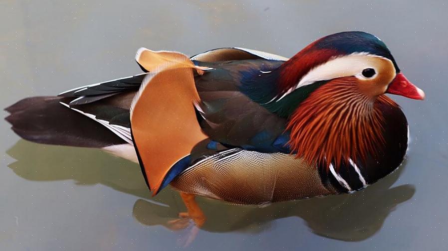 Το smew είναι μια κομψή πάπια με παρτέρι φτέρωμα που έχει λεπτές μαύρες γραμμές που διασχίζουν το λευκό