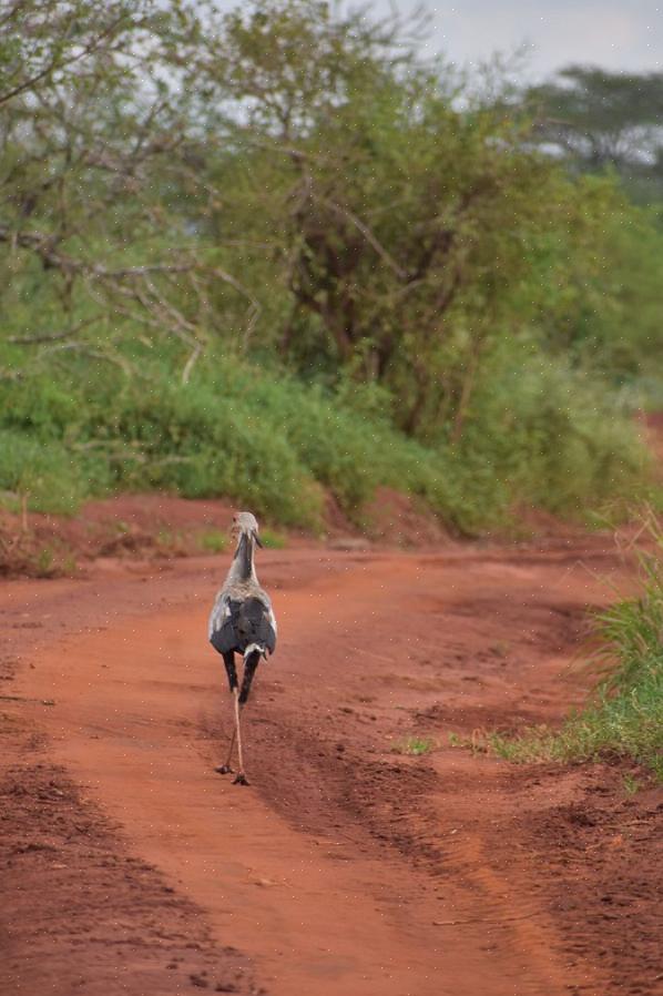 Το Bird είναι ένας βασικός όρος λεξιλογίου σε πολλές γλώσσες