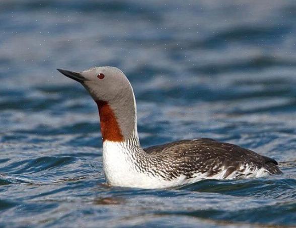 Οι Birders μπορούν επίσης να δουν τον κόκκινο λαιμό στο φτέρωμα χωρίς αναπαραγωγή κατά μήκος των νοτιότερων