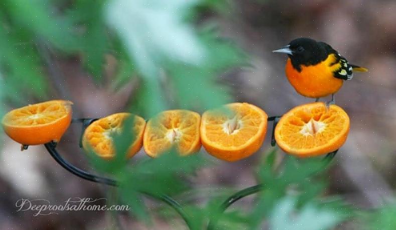 Το Orioles τρώει επίσης μια μεγάλη ποικιλία από έντομα