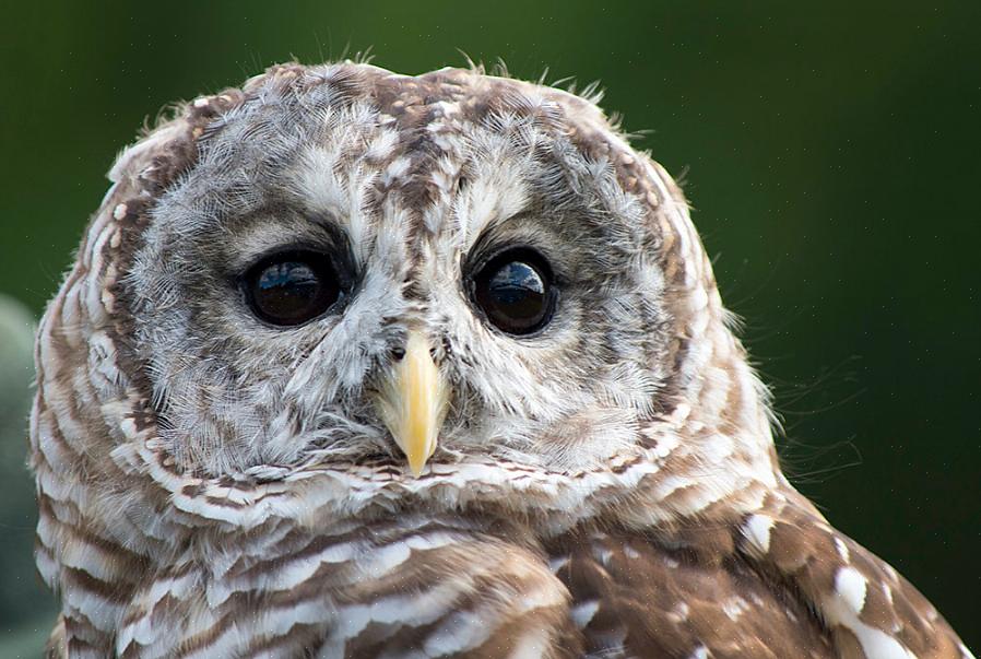 Οι κουκουβάγιες Strigidae είναι οι τυπικές κουκουβάγιες ή οι πραγματικές κουκουβάγιες