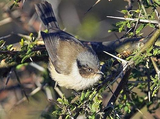 Προστασία Bushtit