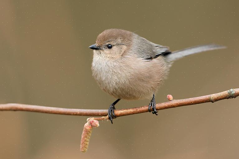 Οικότοπος και κατανομή Bushtit