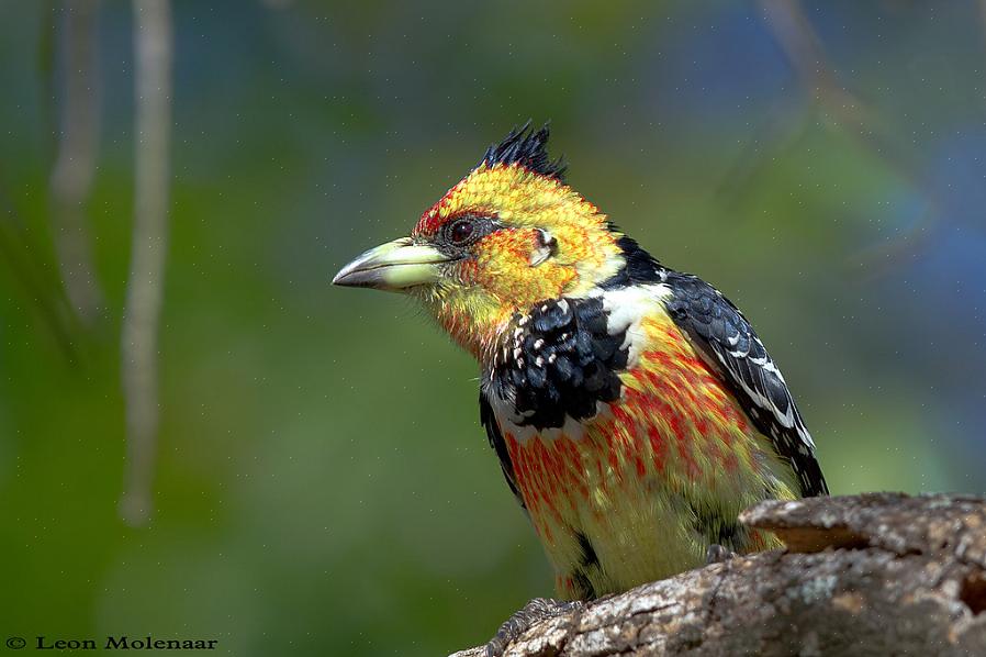 Τα λοφιοφόρα barbets είναι πολύ φωνητικά πουλιά με ένα τραχύ τραγούδι που μοιάζει με τύμπανο