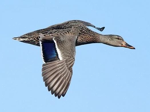 Οι παπαρούνες Mallard έχουν ένα φωτεινό ιριδίζον πράσινο κεφάλι