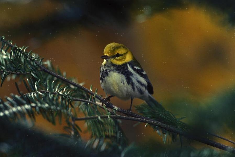 Οι birders της αυλής μπορούν να προσελκύσουν επιτυχώς τους warblers