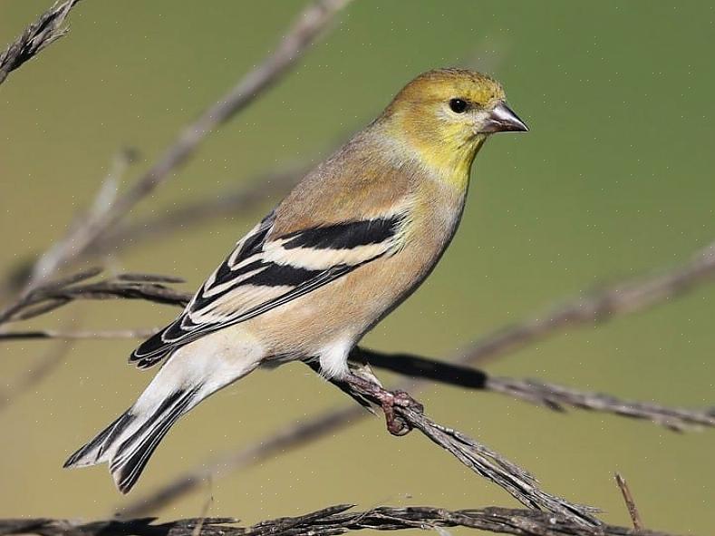 Αναγνώριση πεύκου siskin