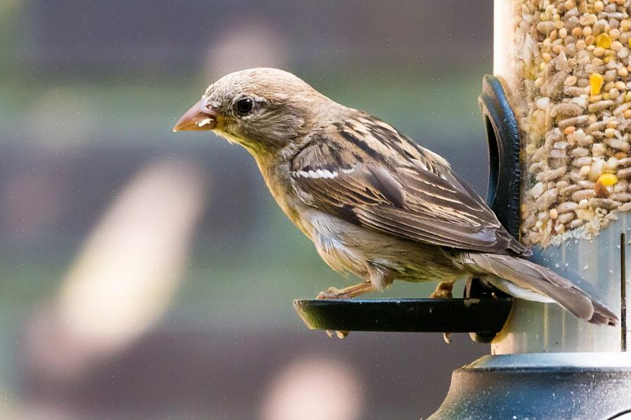 Αλλά birders που θέλουν να παρέχουν τα καλύτερα τρόφιμα για τα πουλιά πίσω αυλή τους πρέπει να ερευνήσουν