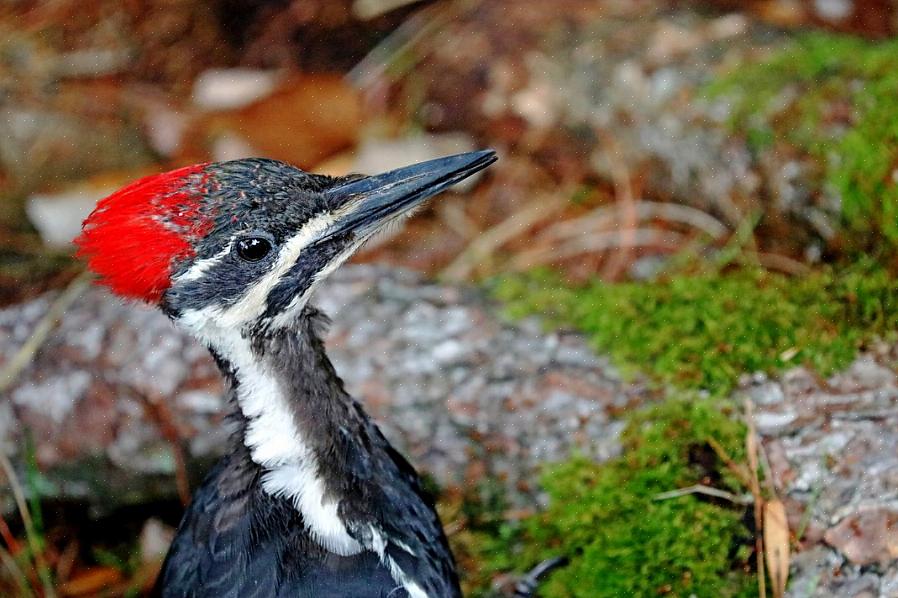 Pileated δρυοκολάπτης εναντίον