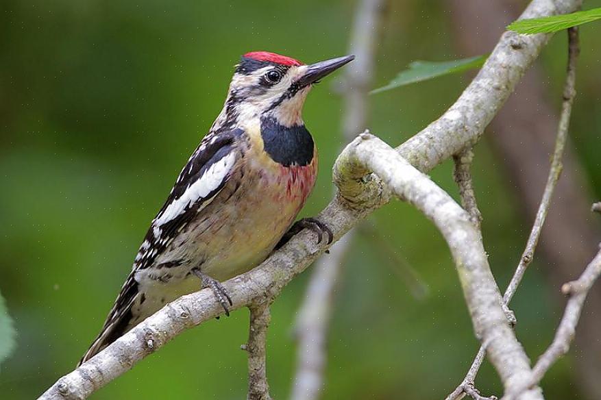 Η οικογένεια των πτηνών Picidae περιλαμβάνει περισσότερα από 250 είδη δρυοκολάπτες