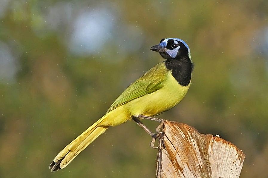 Τα καλύτερα εργαλεία για το South Texas birding περιλαμβάνουν