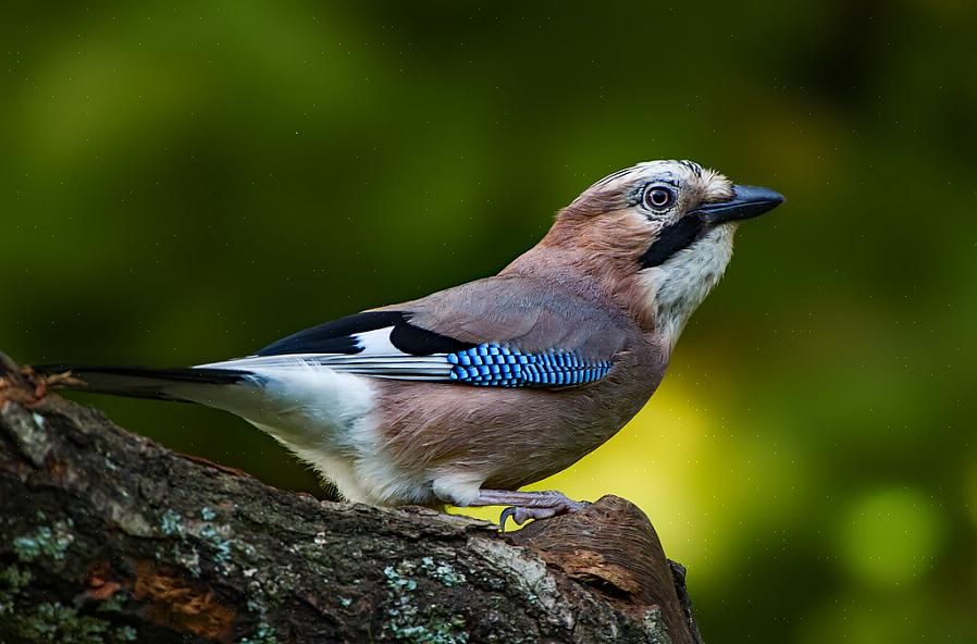 Ευρασιατικός Jay